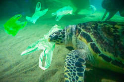 La WWF alerte sur une croissance de la pollution plastique de 40 % d’ici 2030