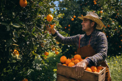 Citrons et oranges : attention danger à la maladie du HLB
