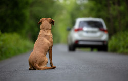 Un plan pour lutter contre l'abandon des animaux de compagnie