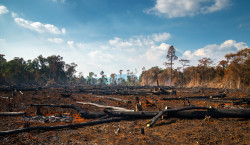 Les ravages de la déforestation continuent dans le monde