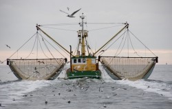 La pêche électrique totalement interdite : « une victoire formidable pour les océans »