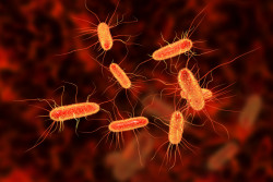 Bactérie E.coli : quels sont les symptômes ?