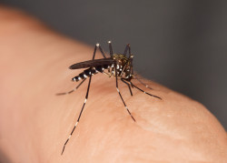 Retour du moustique tigre : comment s'en protéger ?