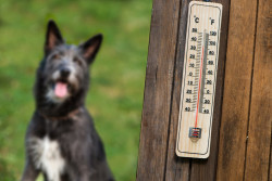 Canicule : comment aider les animaux de compagnie pendant ces fortes chaleurs ?