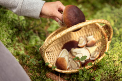 Quand et comment bien cueillir les champignons en forêt ?