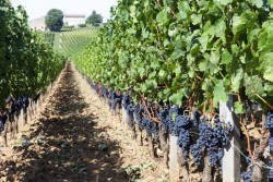 Pesticides et vin : les viticulteurs de Bordeaux souhaitent l’aide du gouvernement pour un « plan de sortie des pesticides »