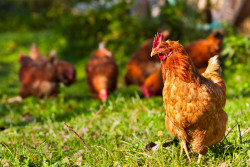 Île-de-France : pourquoi devez-vous éviter de consommer les œufs de vos poules ?