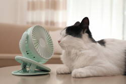 Comment aider votre animal de compagnie à supporter la chaleur ?