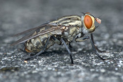 Mouche noire : 6 questions pour tout savoir sur cet insecte