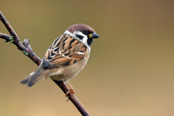 Tout savoir sur le comptage des oiseaux en France qui a lieu ce week-end