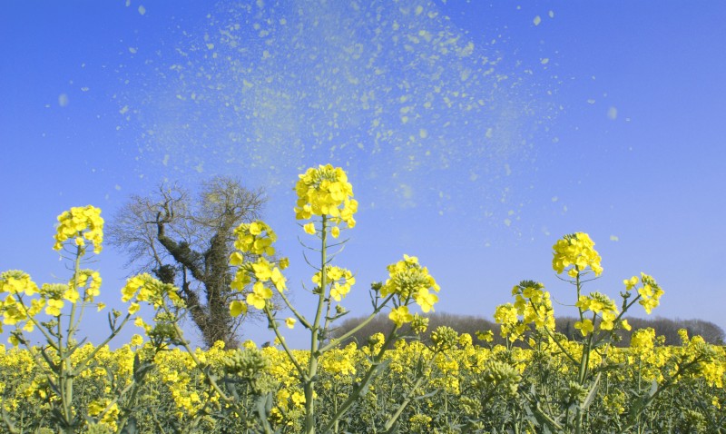 Une année record pour les pollens de bouleaux selon le RNSA
