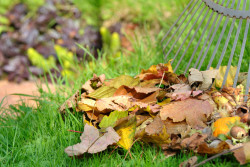 Qui du propriétaire de l'arbre ou du terrain doit ramasser les feuilles mortes ? 