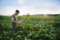 Les produits bio issus de plus en plus de filières de commerce équitable et inversement