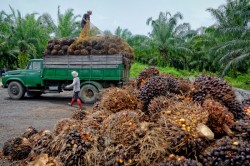 Culture de l’huile de palme : trouver des solutions durables pour la Nature et l’Homme