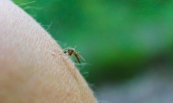 Virus transmis par les moustiques en France