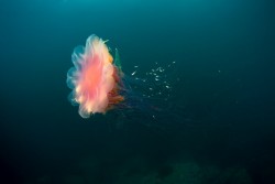 Des méduses géantes et venimeuses en direction des côtes françaises ?