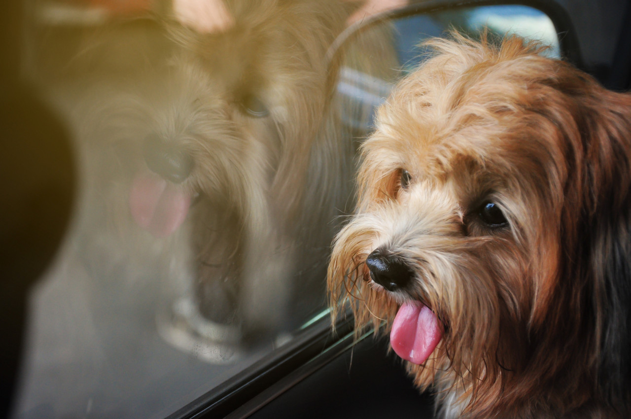 Que faire devant un animal enfermé dans une voiture en plein soleil ?