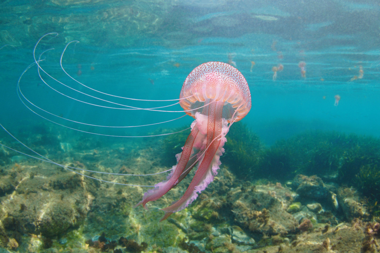 Piqûre de méduse : les bons gestes à adopter