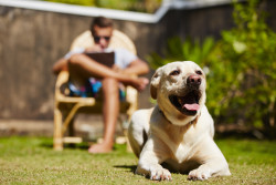 Aboiements de chiens : recours aux nuisances sonores
