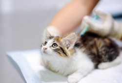 Quels sont les vaccins pour les animaux de compagnie ?