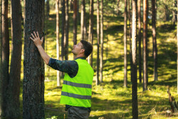 Acheter des parts en forêts : bénéfices et mode d’emploi
