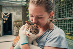 Adopter un chat : ce qu'il faut savoir avant toute adoption