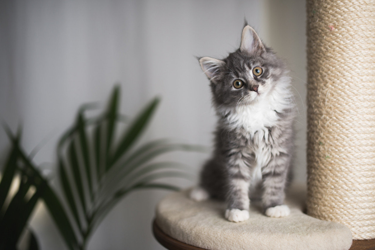 Adopter un chat : ce qu'il faut savoir avant toute adoption