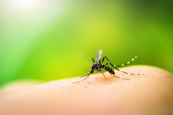 Comment se protéger et se débarrasser des moustiques ?