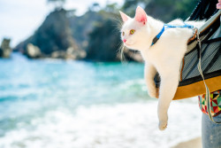 Comment partir en vacances avec votre animal de compagnie ?