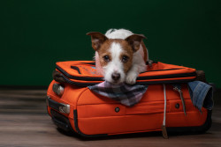 Comment voyager avec un animal domestique ?