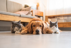 Vente de chiens et de chats : la réglementation à connaître
