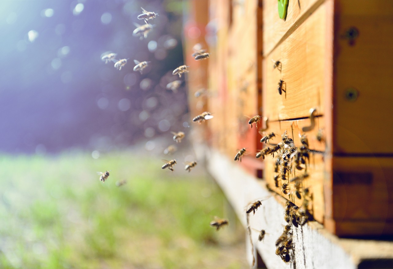 Apiculture : règles d’installation d’une ruche chez soi